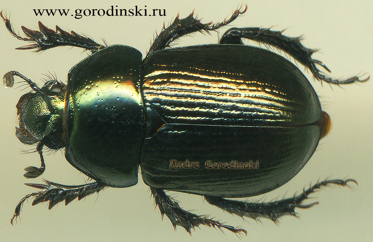 http://www.gorodinski.ru/geotrupes/Geotrupes kashmirensis.jpg